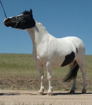 Kiowa 8-11 stand 3.JPG